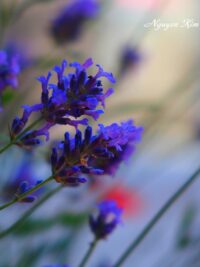 Ảnh bìa của Người Dư Thừa Trong Nhà