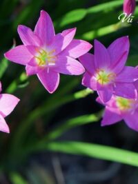 Ảnh bìa của Người Hàng Xóm Độc Ác