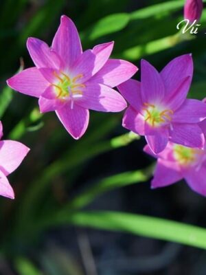 Ảnh bìa của Người Hàng Xóm Độc Ác