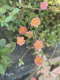 Ảnh bìa của Người Hàng Xóm Tâm Th Ần