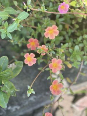 Ảnh bìa của Người Hàng Xóm Tâm Th Ần