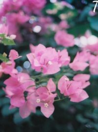 Ảnh bìa của Người Thứ Ba Trong Hôn Nhân Của Mình