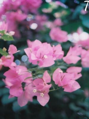 Ảnh bìa của Người Thứ Ba Trong Hôn Nhân Của Mình