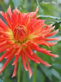 Ảnh bìa của Phòng Vẽ Trên Gác Xép