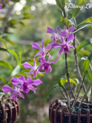 Ảnh bìa của Quán Mì Cơ Bụng