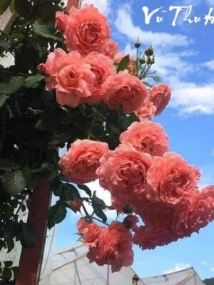 Ảnh bìa của Sống Lại – Lần Này Tôi Sẽ Sống Cho Mình