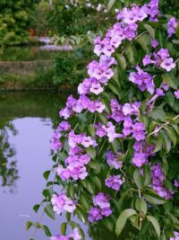 Ảnh bìa của Sự Trả Hận Của Cô Giáo Tái Sinh