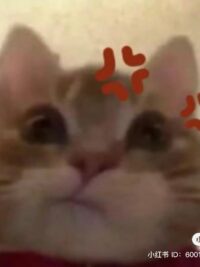 Ảnh bìa của Tái Sinh Dưới Ánh Nắng Maldives