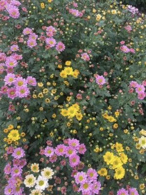 Ảnh bìa của Tầm Vãn