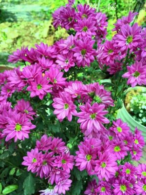 Ảnh bìa của Thử Thêm Lần Nữa