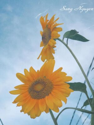 Ảnh bìa của Tôi Chẳng Nhớ Mình Từng Kết Hôn