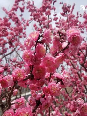 Ảnh bìa của Tôi Là Người Vợ Không Được Mời