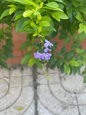 Ảnh bìa của Tôi Ly Hôn Và Chồng Bị Báo Ứng