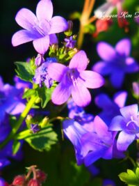 Ảnh bìa của Tôi Quyết Định Xóa Sổ Nam Nữ Chính