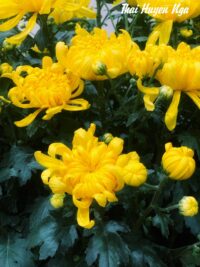 Ảnh bìa của Trà Xanh Tâm Cơ Full