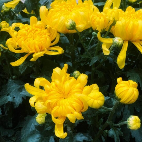 Ảnh bìa của Trà Xanh Tâm Cơ Full