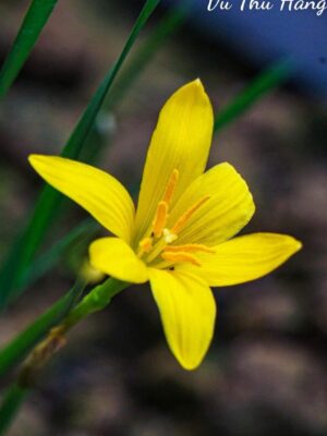 Ảnh bìa của Trái Tim Tôi Vỡ Tan Cùng Chậu Cây