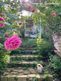 Ảnh bìa của Trạng Nguyên Hóa Quỷ