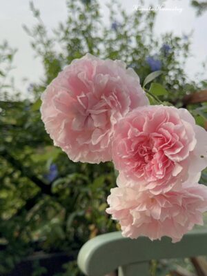 Ảnh bìa của Trao Nhầm Con