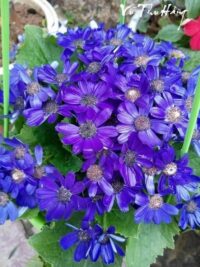 Ảnh bìa của Trở Lại Đêm Tiệc Báo Thù