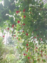 Ảnh bìa của Trùng Sinh Thay Đổi Kịch Bản