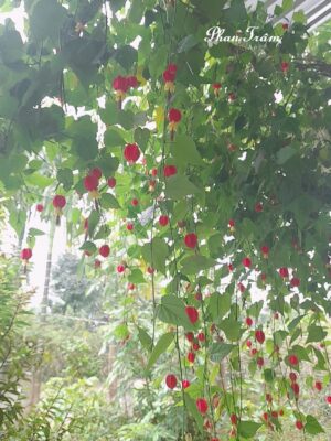 Ảnh bìa của Trùng Sinh Thay Đổi Kịch Bản