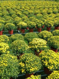 Ảnh bìa của Trút Bỏ Gánh Nặng