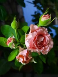 Ảnh bìa của Vòng Tay Quân Khu